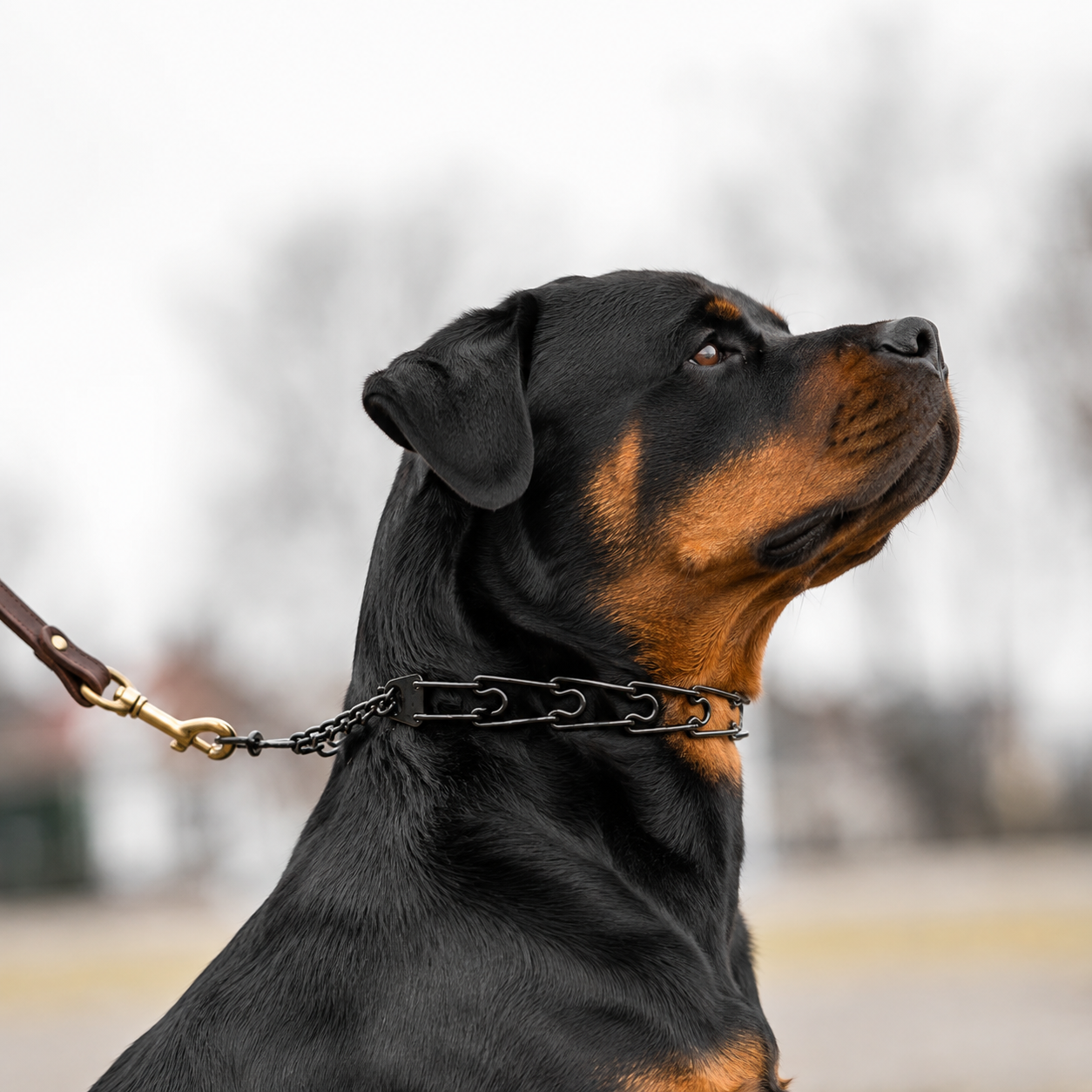 Blackened stainless steel prong collar for Rottweilers
