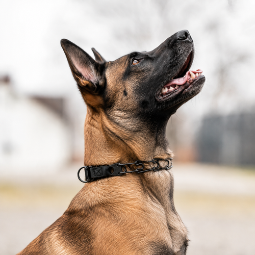 Herm Sprenger Click-Lock prong collar for Belgian Malinois