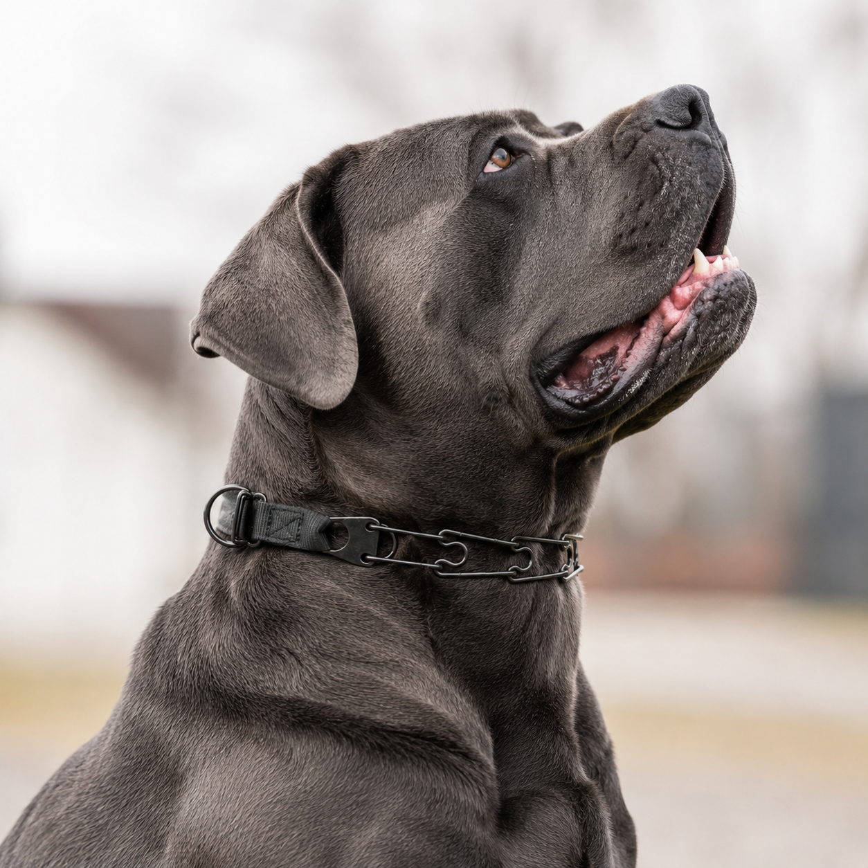 Herm Sprenger Click-Lock prong collar for Cane Corso