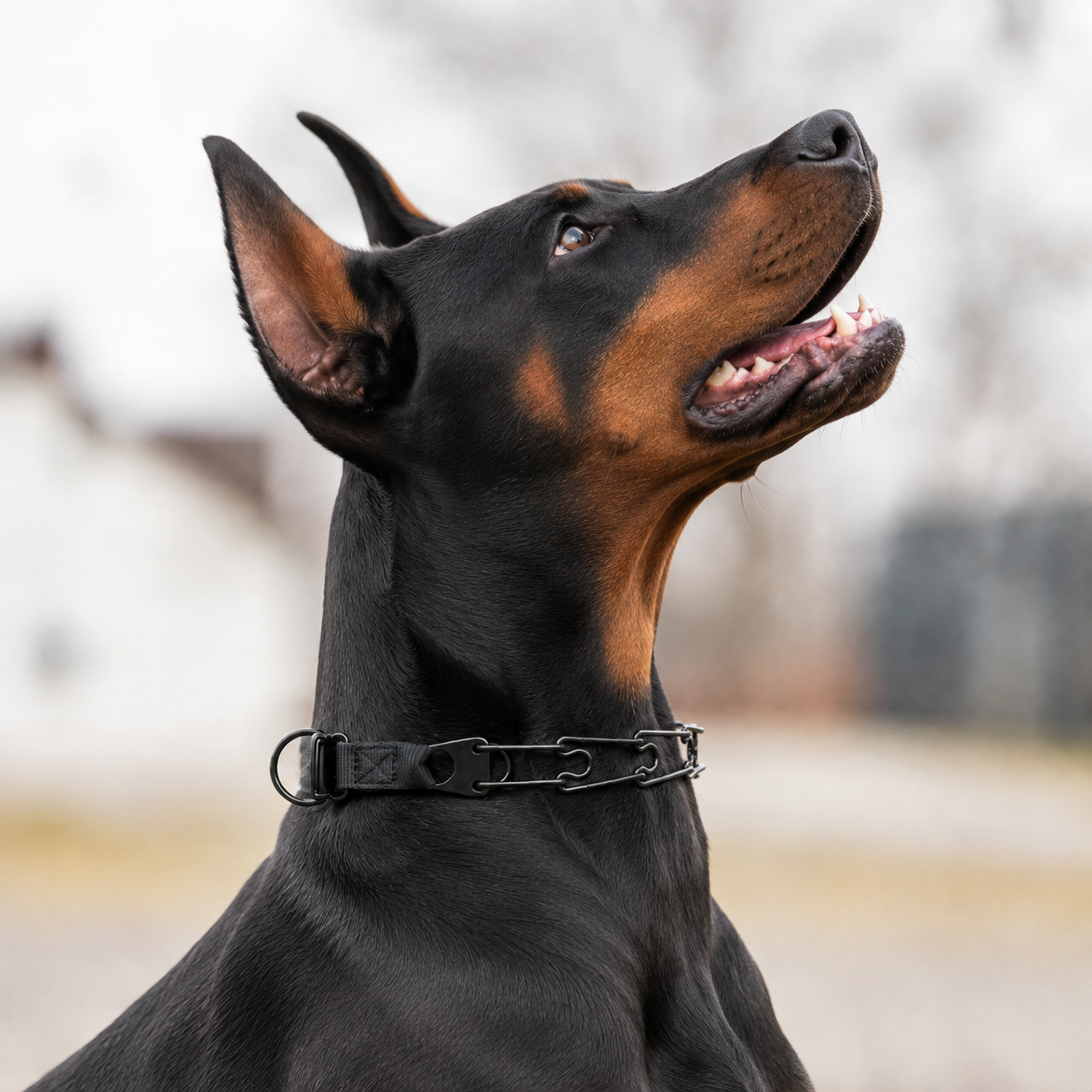 Herm Sprenger Click-Lock prong collar for Dobermans