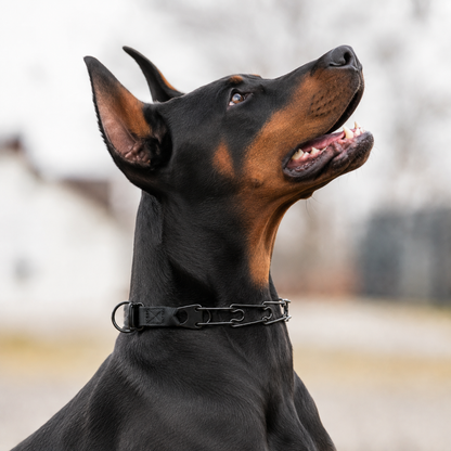 Herm Sprenger Click-Lock prong collar for Dobermans