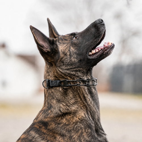 Herm Sprenger Click-Lock prong collar for Dutch Shepherds