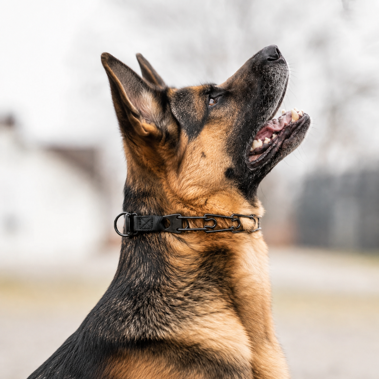 Herm Sprenger Click-Lock prong collar for German Shepherds