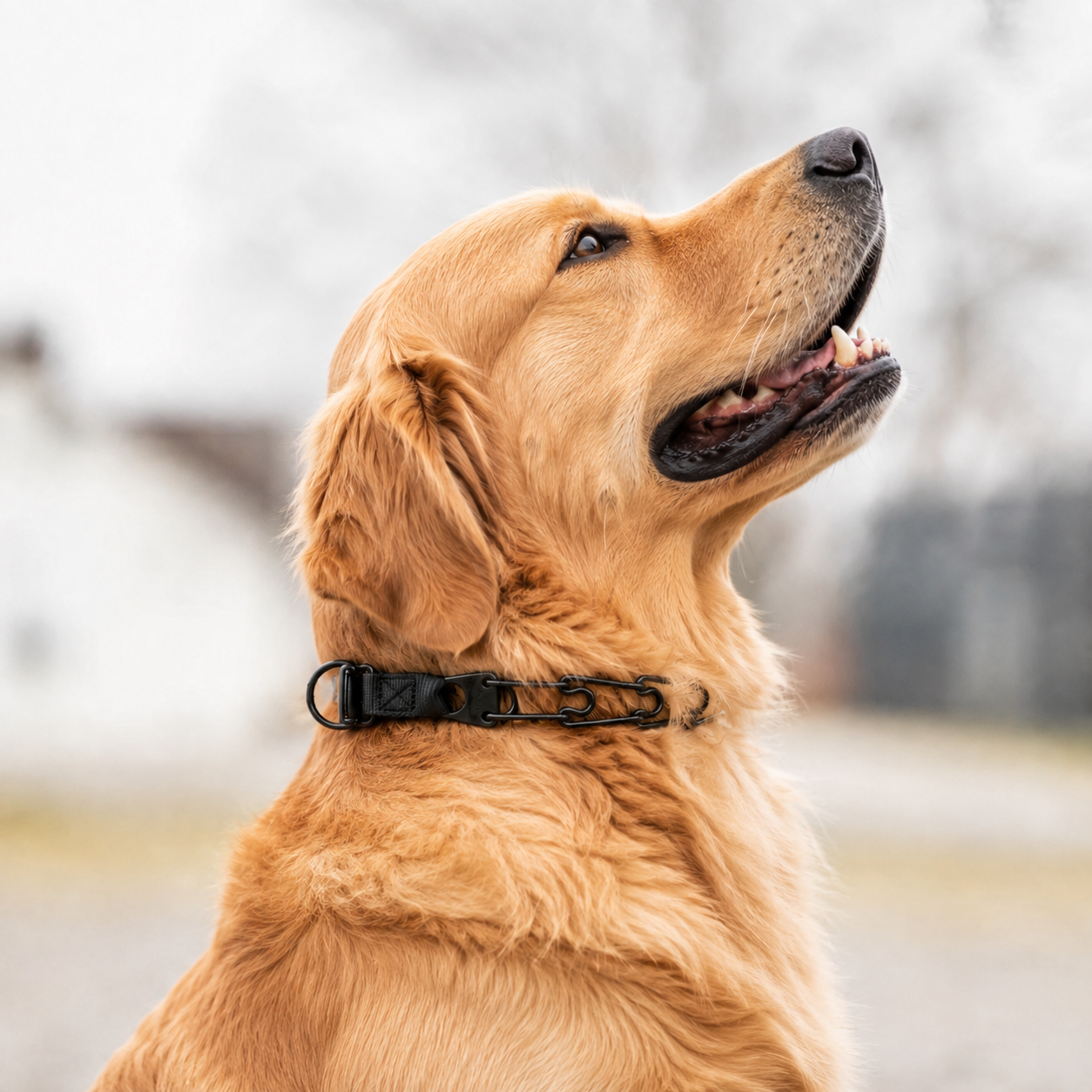 Herm Sprenger Click-Lock prong collar for Golden Retrievers
