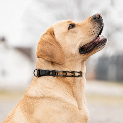 Herm Sprenger Click-Lock prong collar for Labradors