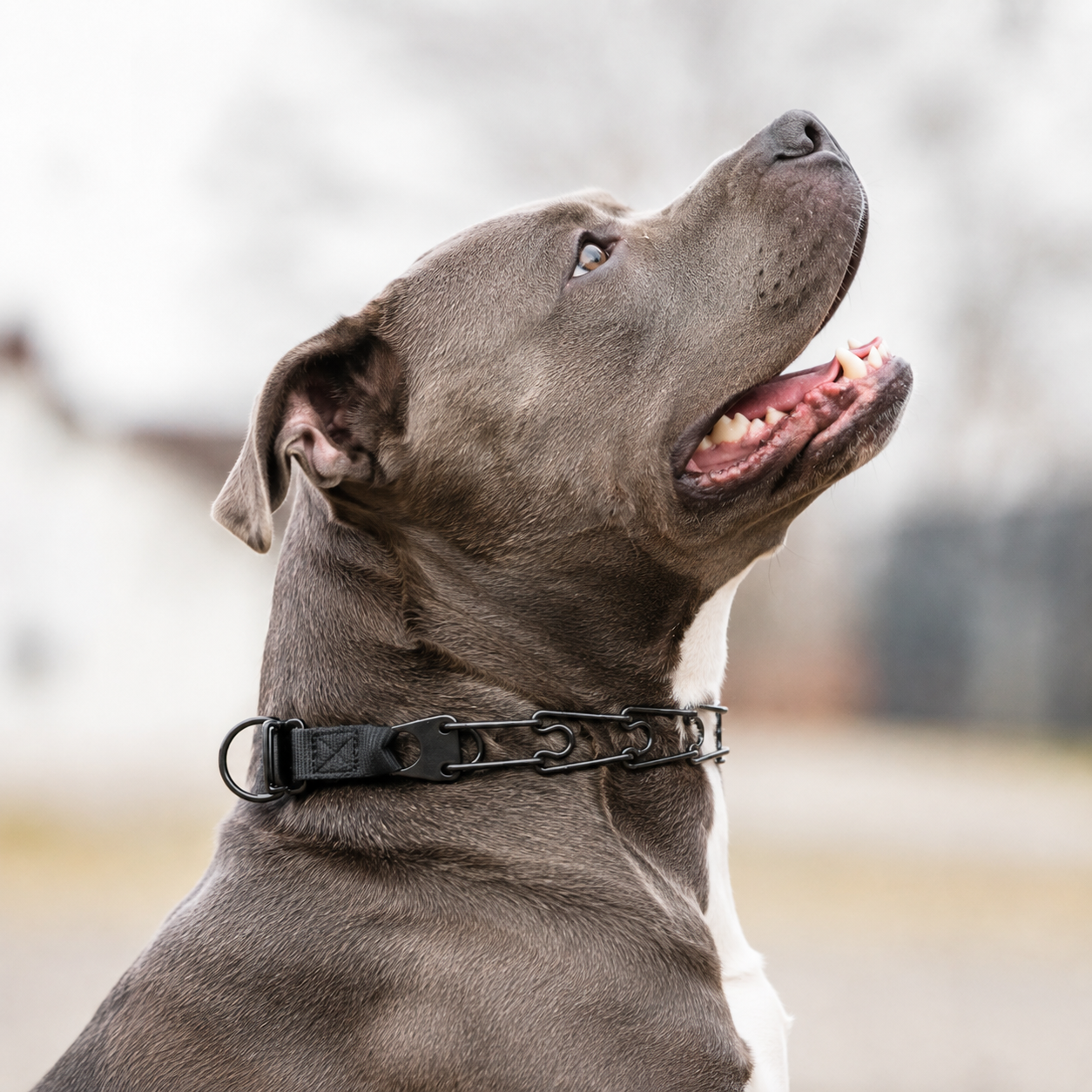 Herm Sprenger Click-Lock prong collar for Pitbulls
