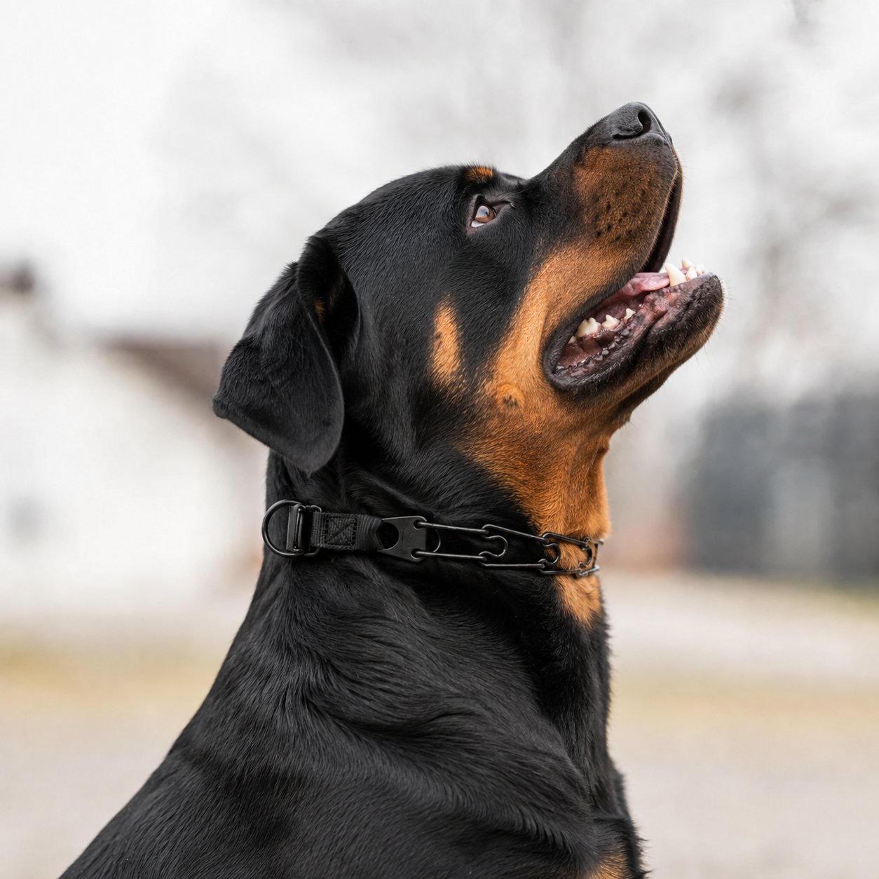 Herm Sprenger Click-Lock prong collar for Rottweilers