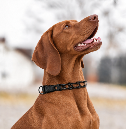 Vizsla wearing a Herm Sprenger black Click-Lock prong collar