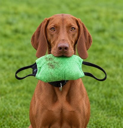 Vizsla with a professional bite pillow