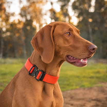 Vizsla wearing an orange wide PowerFlex collar with quick-release buckle