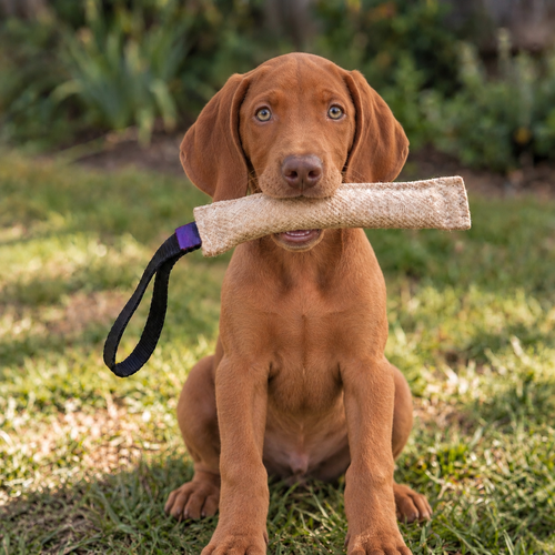 Vizsla puppy with a jute bite tug