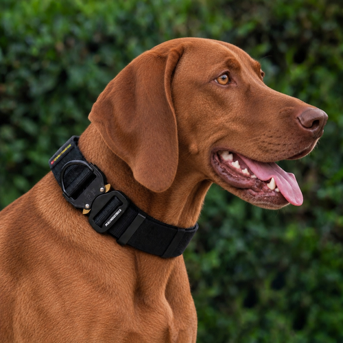 Vizsla wearing a heavy-duty tactical nylon collar
