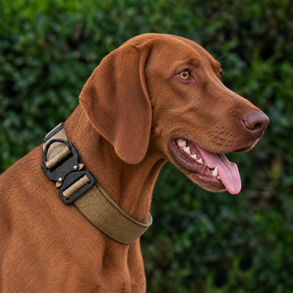 Vizsla wearing a coyote tan heavy-duty tactical nylon collar