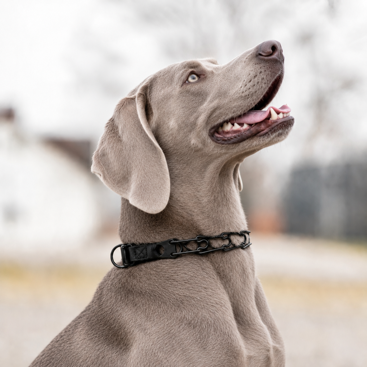 Weimaraner wearing a Herm Sprenger black Click-Lock prong collar