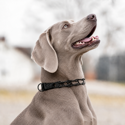 Weimaraner wearing a Herm Sprenger black Click-Lock prong collar
