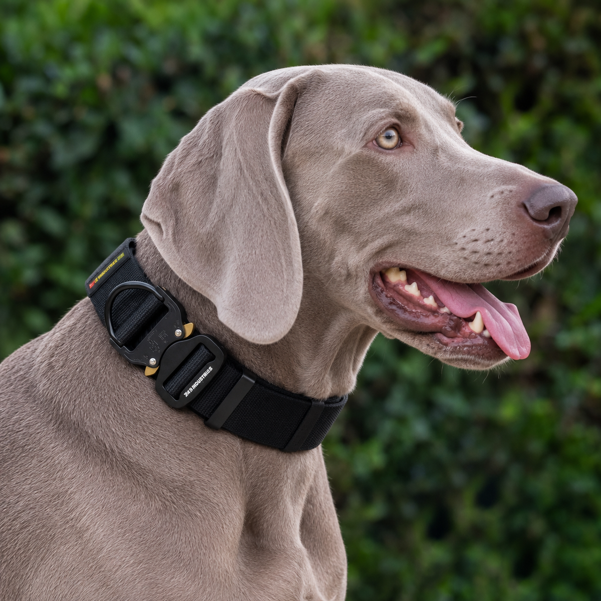 Weimaraner wearing a black heavy-duty tactical nylon collar