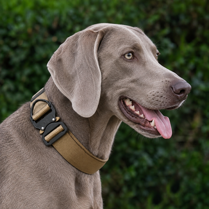 Weimaraner wearing a coyote tan heavy-duty tactical nylon collar