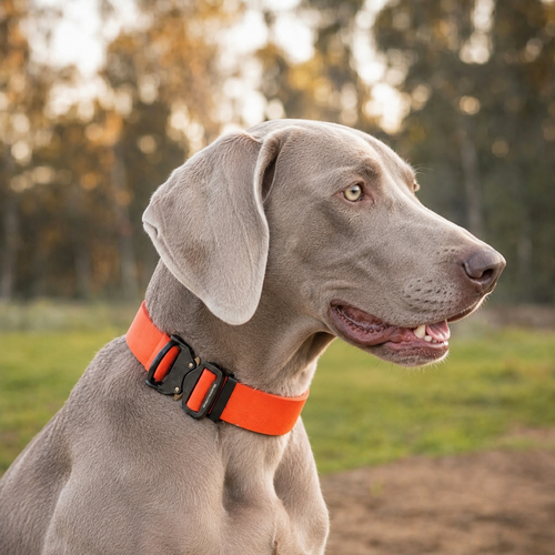 Weimaraner wearing an orange wide PowerFlex collar with quick-release buckle