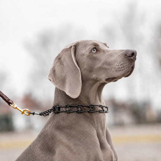 Weimaraner wearing a blackened stainless steel Herm Sprenger prong collar