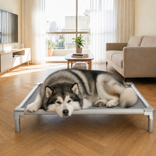 Alaskan Malamute resting on an orthopedic elevated aluminum dog bed at home