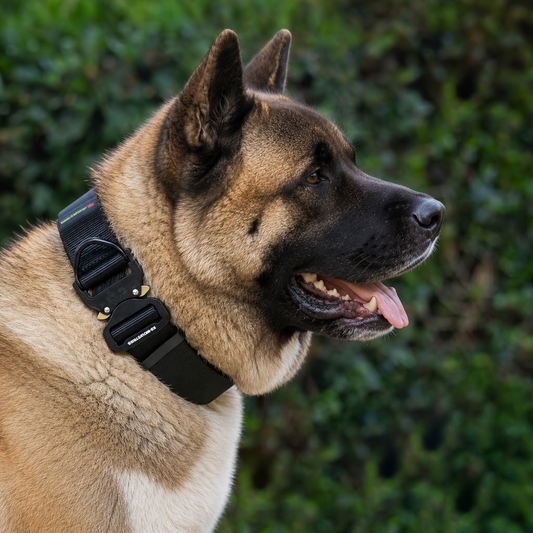 Akita wearing a black heavy-duty tactical nylon collar