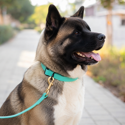 Akita wearing an everyday PowerFlex collar