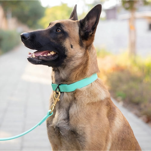 Everyday PowerFlex collar for Belgian Malinois