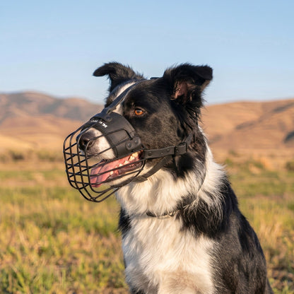 3D metal wire muzzle for Border Collie