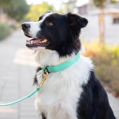 Everyday PowerFlex collar for Border Collie