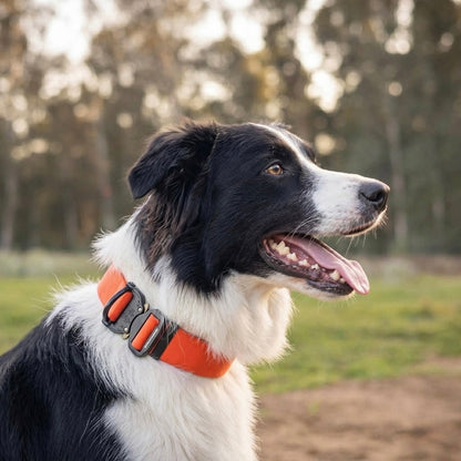 Wide PowerFlex collar for Border Collie