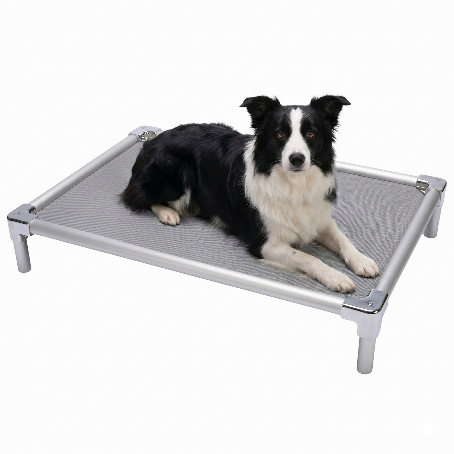 Orthopedic aluminum elevated bed for Border Collie