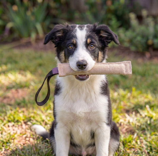 Jute tug for Border Collie puppy
