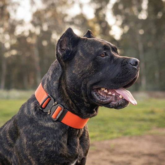 Wide PowerFlex collar for Cane Corso