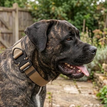 Cane Corso nylon collar with metal buckle