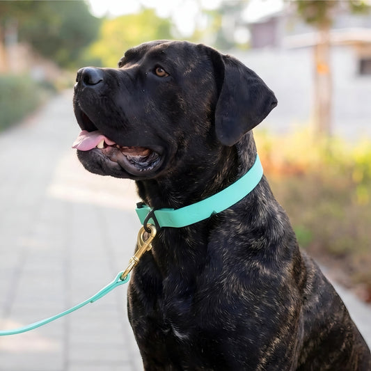 Everyday PowerFlex collar for Cane Corso
