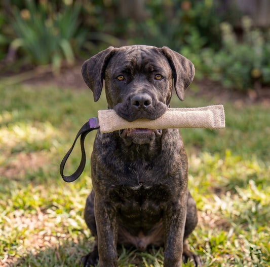 Jute tug for Cane Corso puppy