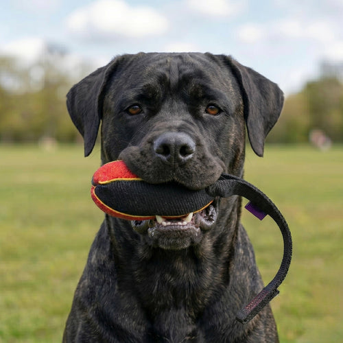 French linen watermelon tug for Cane Corso