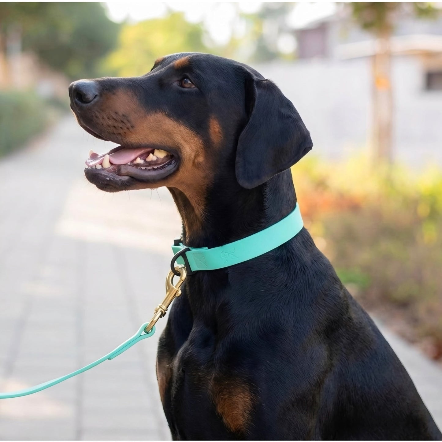 Everyday PowerFlex collar for Doberman