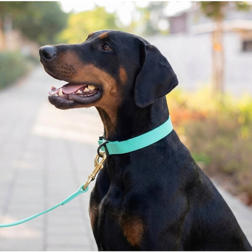 Everyday PowerFlex collar for Doberman