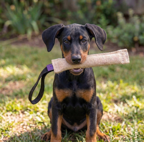 Jute puppy bite tug for Doberman