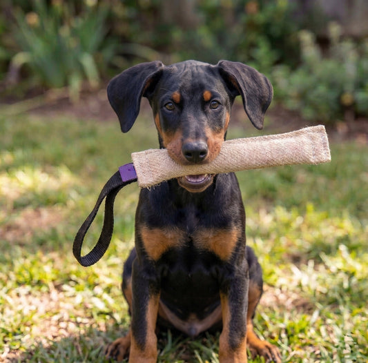 Jute puppy bite tug for Doberman