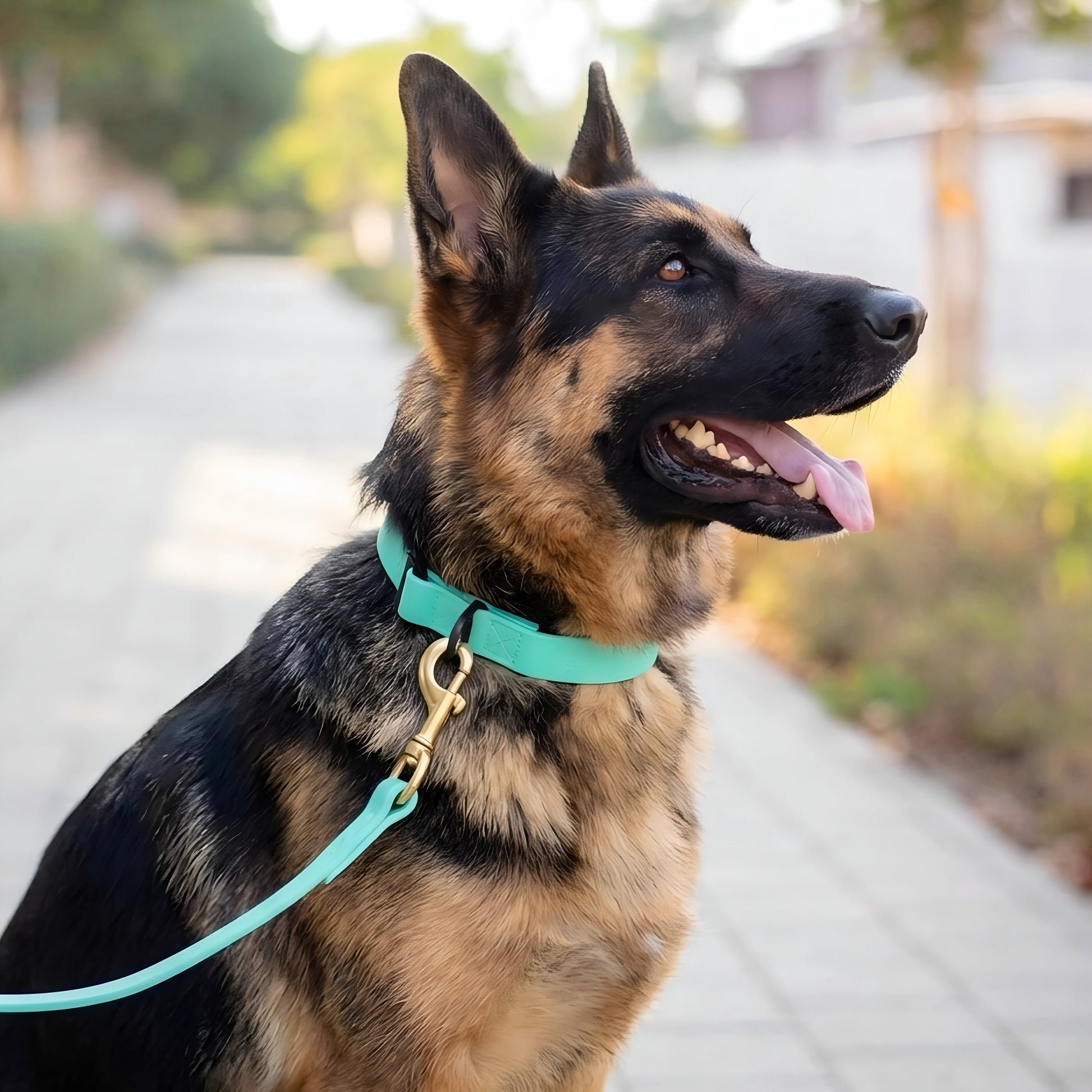 Everyday PowerFlex collar for German Shepherds in many colors