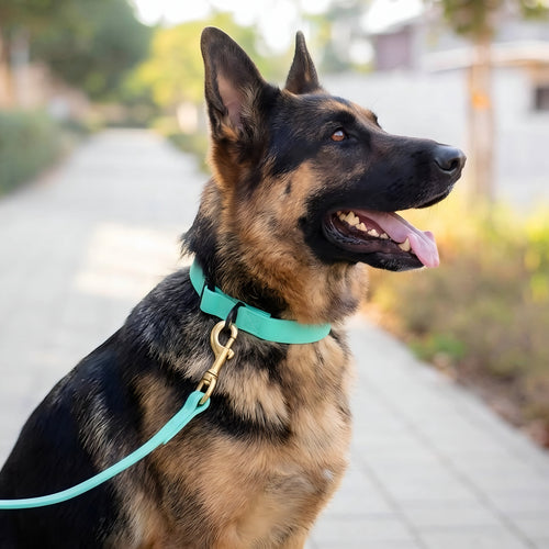 Everyday PowerFlex collar for German Shepherds in many colors