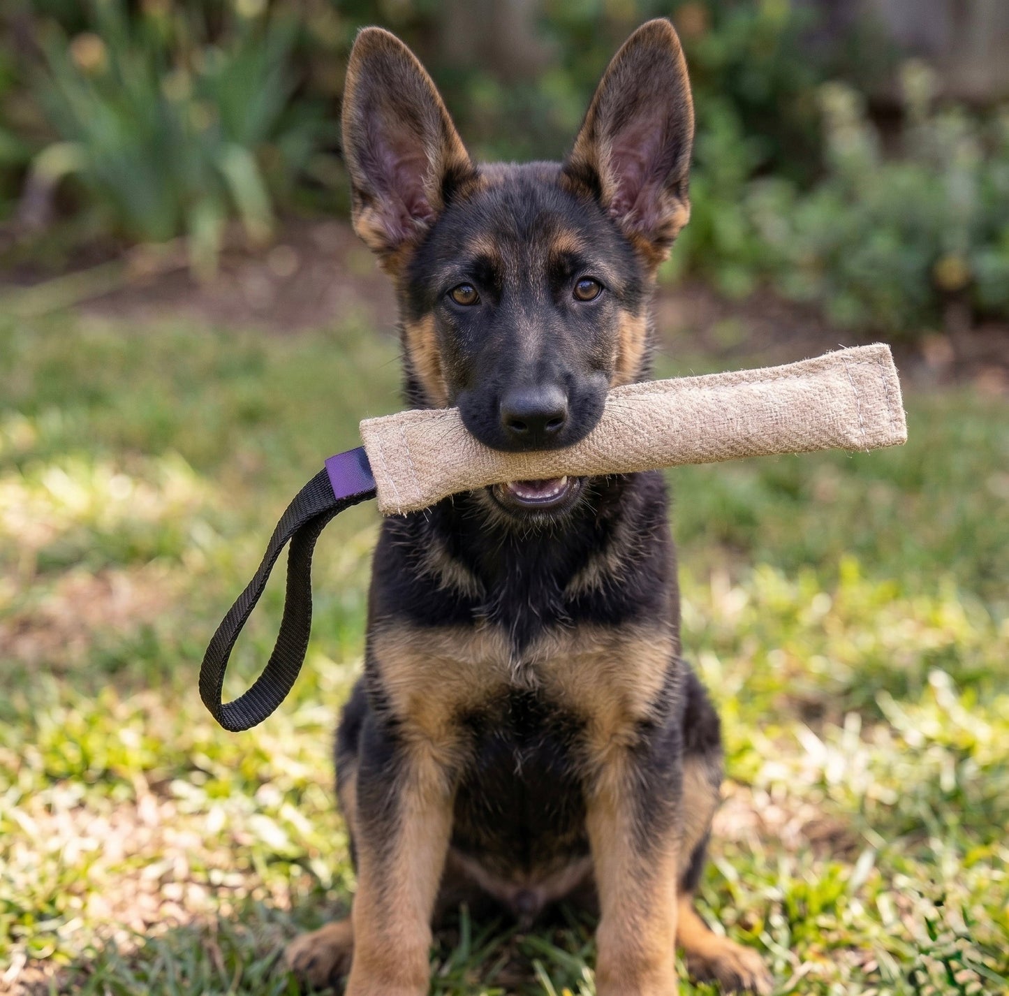 Jute puppy bite tug for German Shepherds