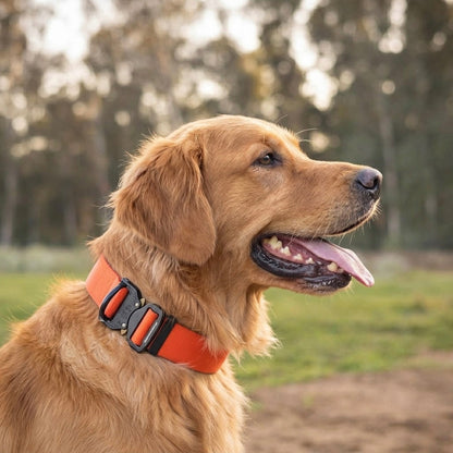 Wide PowerFlex collar for Golden Retriever