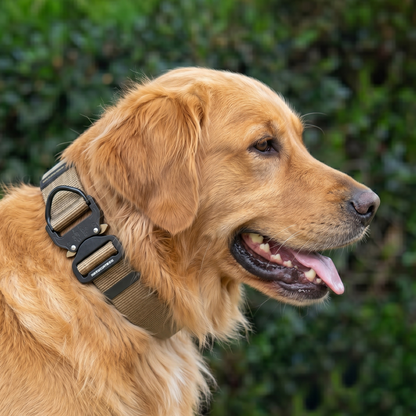 Tactical nylon collar for Golden Retriever
