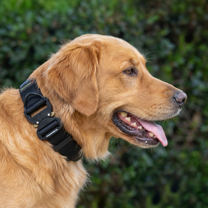 Golden Retriever nylon collar with metal buckle