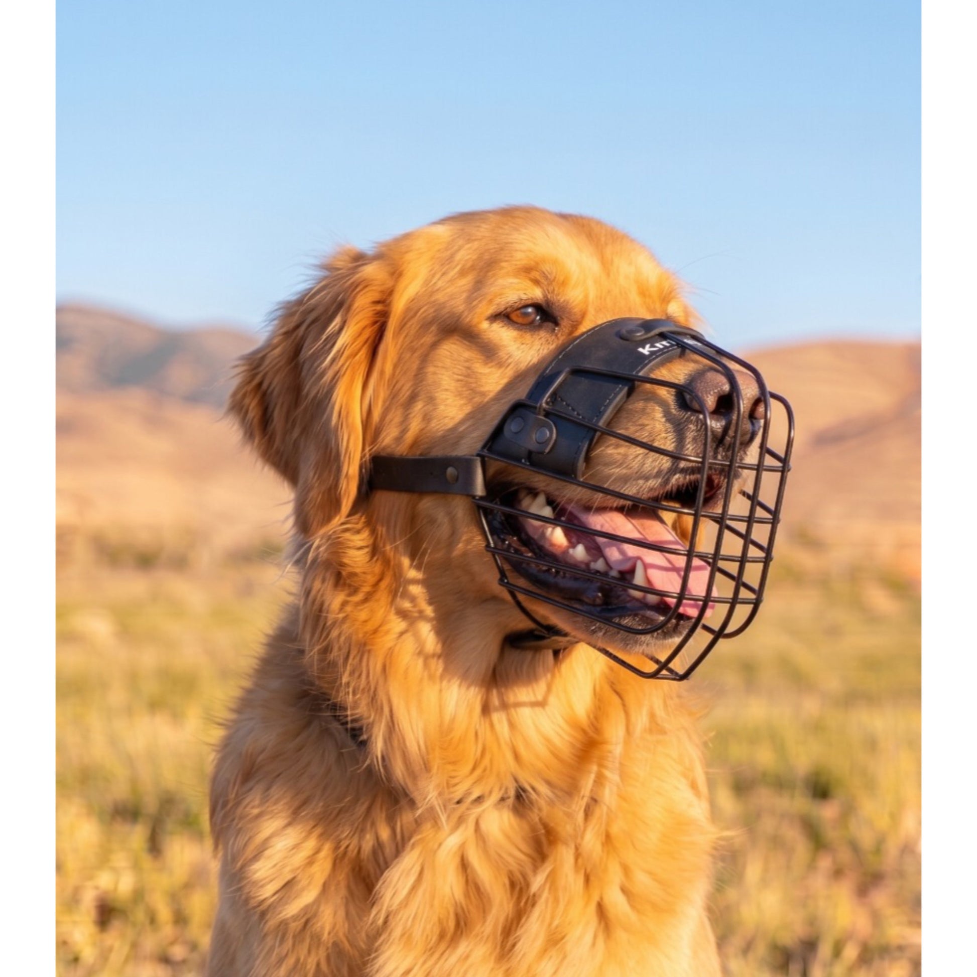 Minimalist lightweight Lite muzzle for Golden Retriever