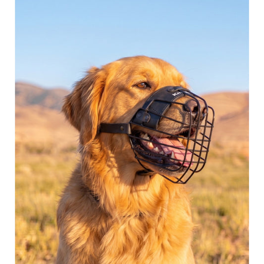 Minimalist lightweight Lite muzzle for Golden Retriever