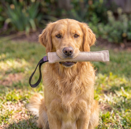 Jute tug for Golden Retriever puppy